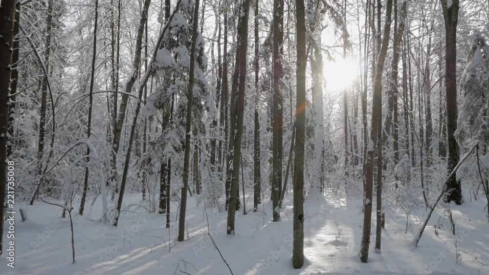 Sun coming through trees covered with thick layer of fresh snow in beautiful winter forest. Panning shot Sun coming through trees covered with thick layer of fresh snow in beautiful winter forest. Panning shot