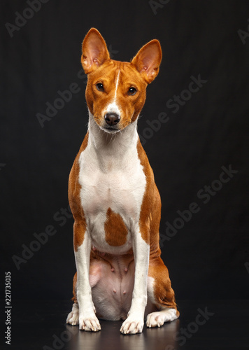 Basenji Dog on Isolated Black Background in studio