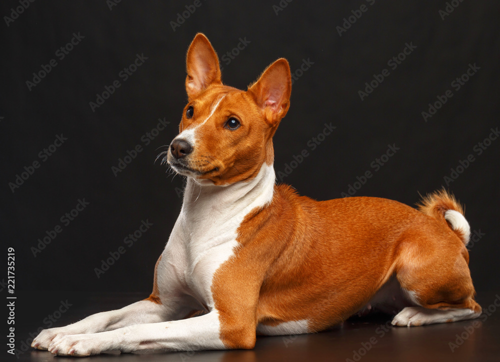 Basenji Dog on Isolated Black Background in studio Basenji Dog on Isolated Black Background in studio