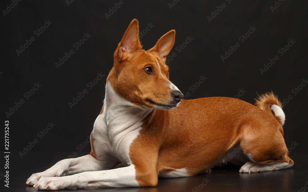 Basenji Dog on Isolated Black Background in studio Basenji Dog on Isolated Black Background in studio