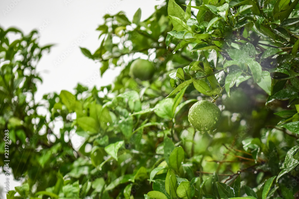 Unripe and Green Oranges with Tree Unripe and Green Oranges with Tree