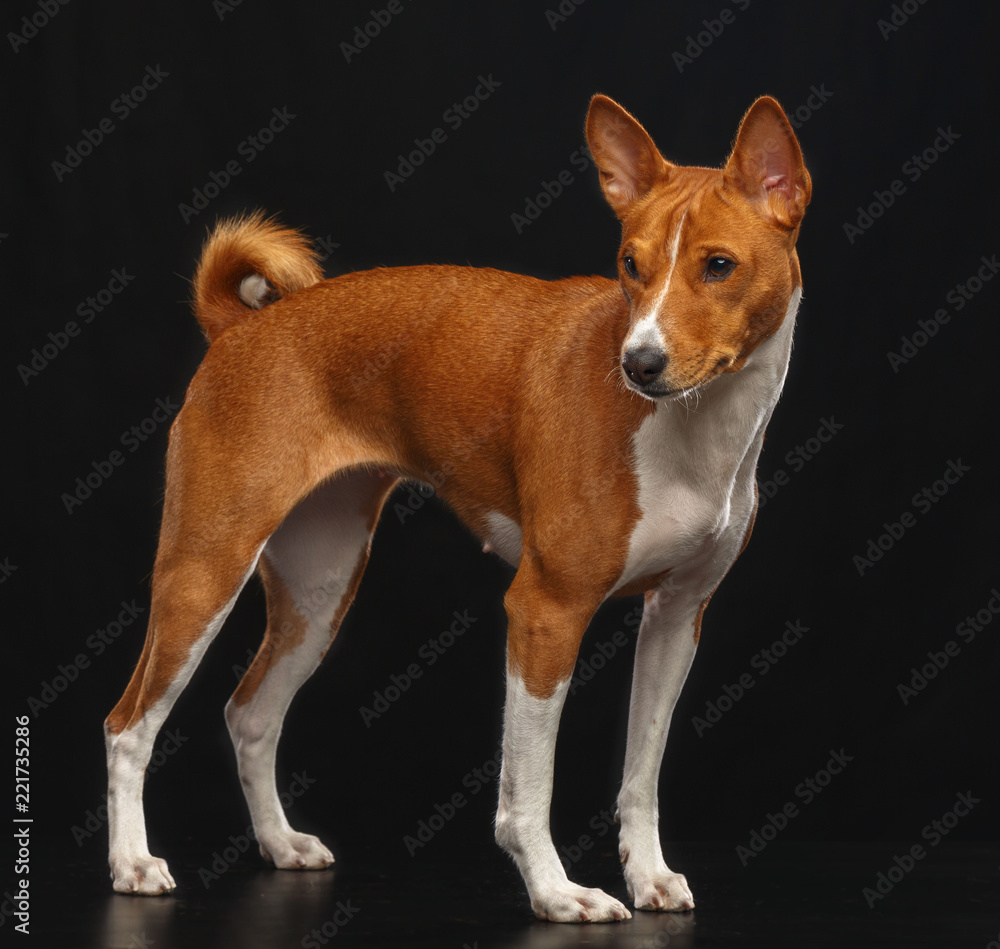 Basenji Dog on Isolated Black Background in studio Basenji Dog on Isolated Black Background in studio