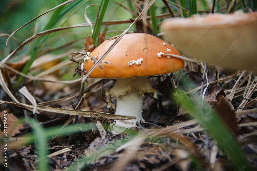 Shot of beautiful Amanita in the forest, close-up Shot of beautiful Amanita in the forest, close-up