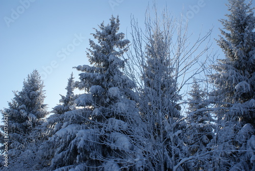 Frostlandschaft im Harz mit Tannenbäumen