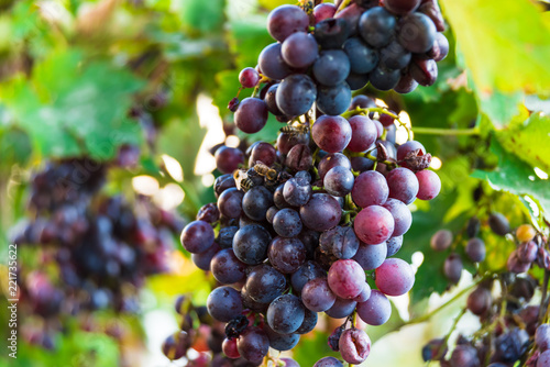 Wallpaper Mural bees on mature sweet grapes Torontodigital.ca