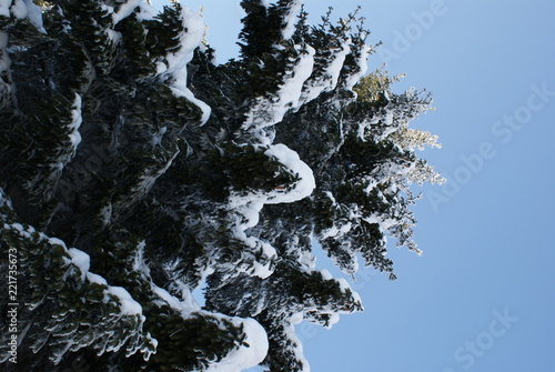 Tanne mit weißen Schnee bedeckt Harz photo