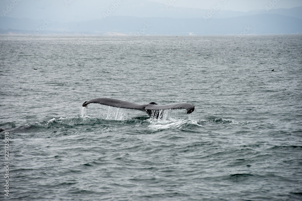 Fototapeta premium Wal