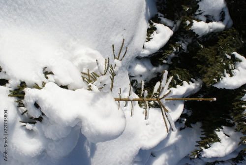 Tannenbaum unter Schnee im Harz © vitek_bremen