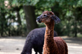 Portrait of brown domesticated Alpaca (Vicugna pacos) species of South American camelid