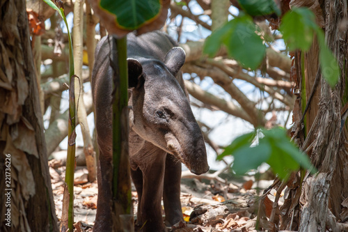Fotografie Baird's tapir (Tapirus bairdii) in Corcovado National Park, Costa Rica