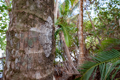 Giant moth Thysania agrippina on a coconut palm tree in Corcovado national park, Costa Rica photo