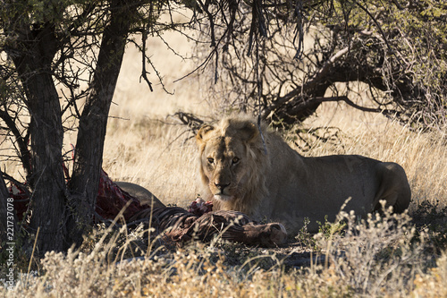 Fototapeta Naklejka Na Ścianę i Meble -  León comiéndose una cebra en Namibia, África.