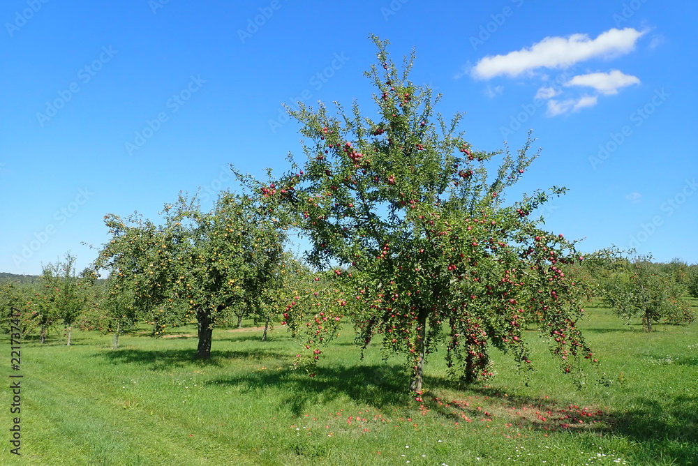 Apfelbäume auf einer Streuobstwiese in Esslingen Apfelbäume auf einer Streuobstwiese in Esslingen