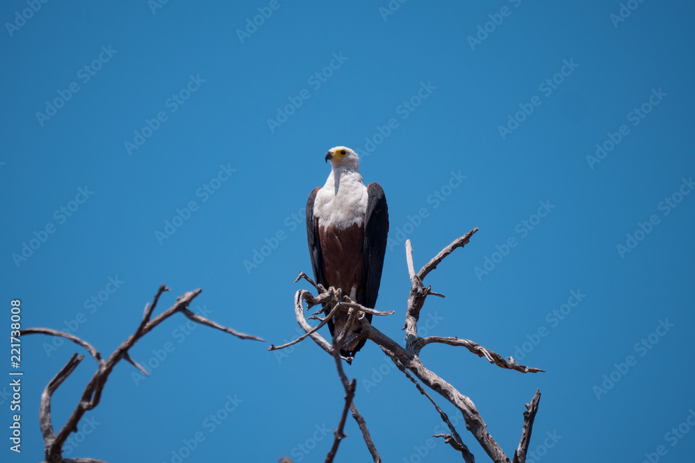 African Fish Eagle in Chobe National Park, Botswana African Fish Eagle in Chobe National Park, Botswana