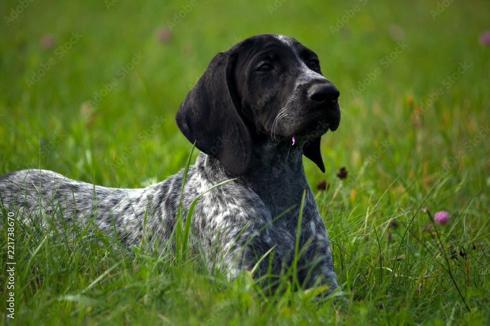 german shorthaired pointer, kurtshaar one spotted black puppy lying on green grass, muzzle in profile, evening, close-up portrait, german shorthaired pointer, kurtshaar one spotted black puppy lying on green grass, muzzle in profile, evening, close-up portrait,