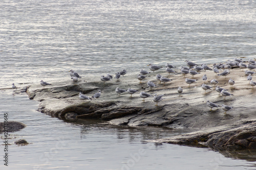 Seagulls in the coast of Tadoussac