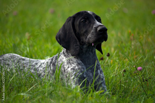 german shorthaired pointer, kurtshaar one spotted black puppy lying on green grass, muzzle in profile, evening, close-up portrait,