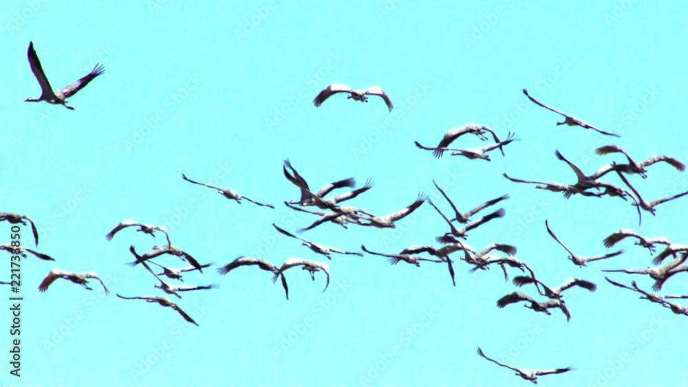 a flock of white-headed cranes a flock of white-headed cranes