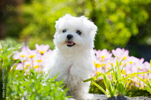 Portrait of nice young maltese dog photo