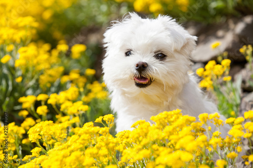 Portrait of nice young maltese dog photo