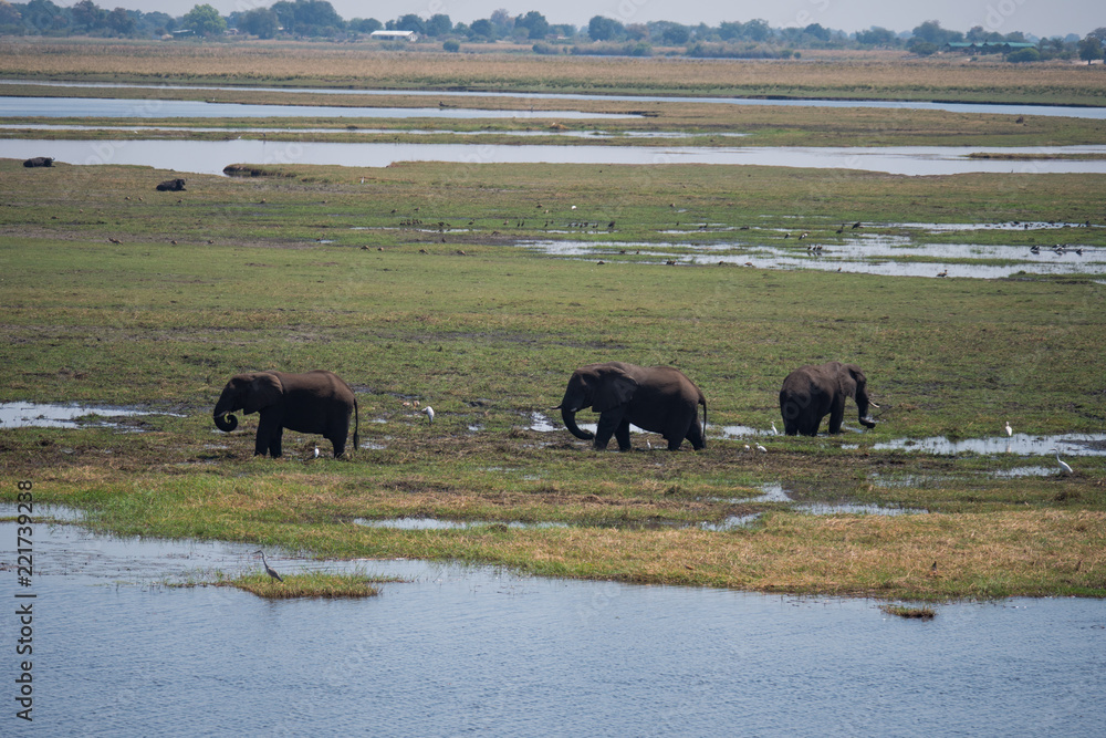 Elephants in Chobe National Park, Botswana Elephants in Chobe National Park, Botswana