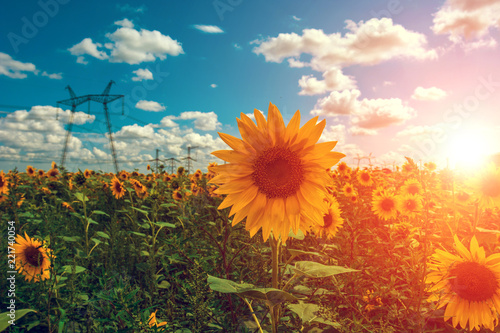 Fototapeta Naklejka Na Ścianę i Meble -  High-voltage power lines in the field with sunflowers at sunset.
