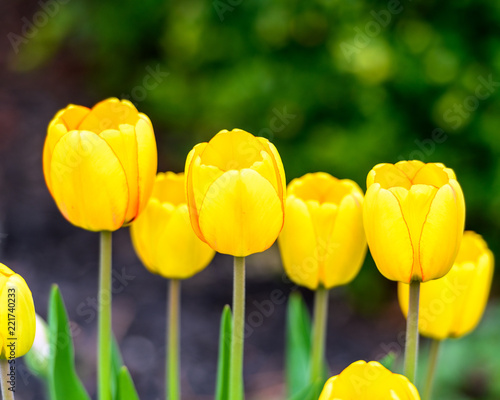 Macro Closeup Of A Row Of Bright Yellow Tulips With A Nice Green Bokeh