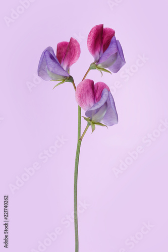 Flowers scented peas isolated on a lilac background.
