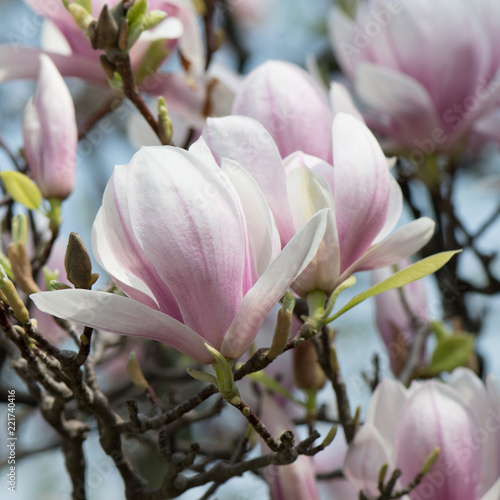 Macro Of The Pink And Purple Blossoms Of The Pink Magnolia Tree