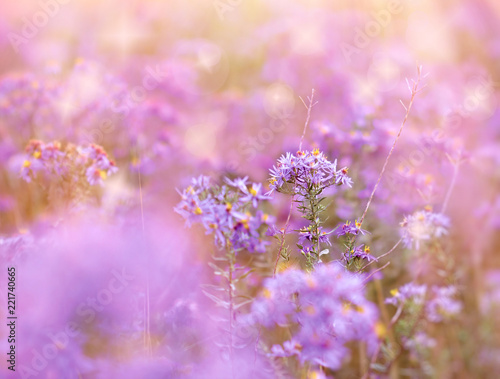 Beautiful meadow flowers  flowering purple flower