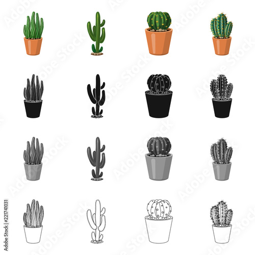 Isolated object of cactus and pot logo. Collection of cactus and cacti stock symbol for web. © Svitlana