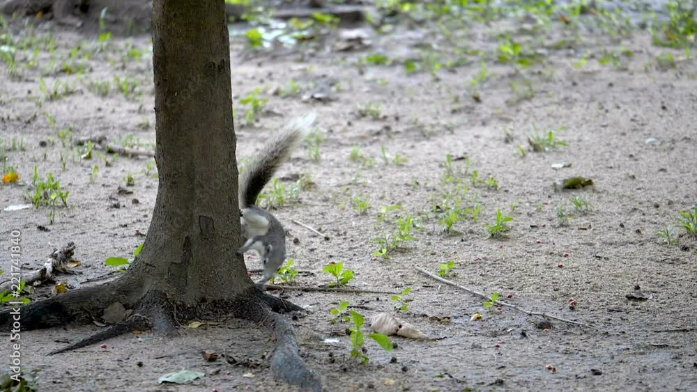 Slow motion of squirrel running in the garden (High Speed Video) Slow motion of squirrel running in the garden (High Speed Video)