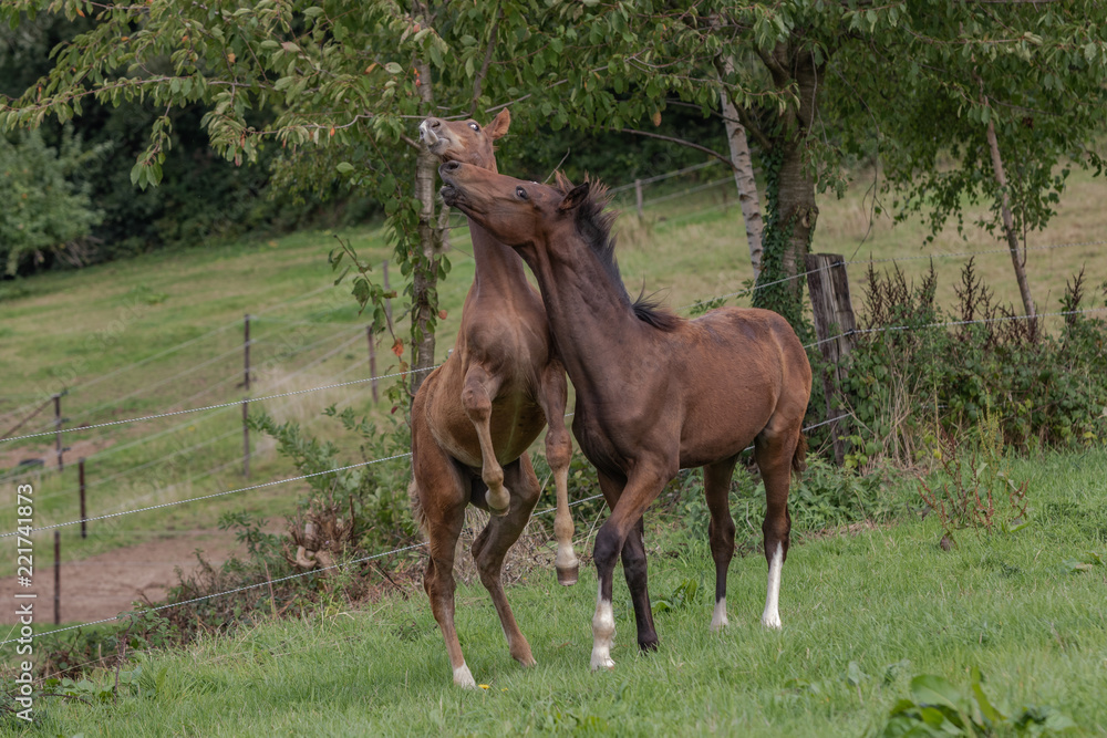 Fototapeta premium spielende Fohlen