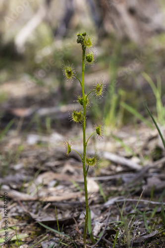 Tall Sundew (Drosera peltata).  A carnivorous Australian wildflower © wrightouthere