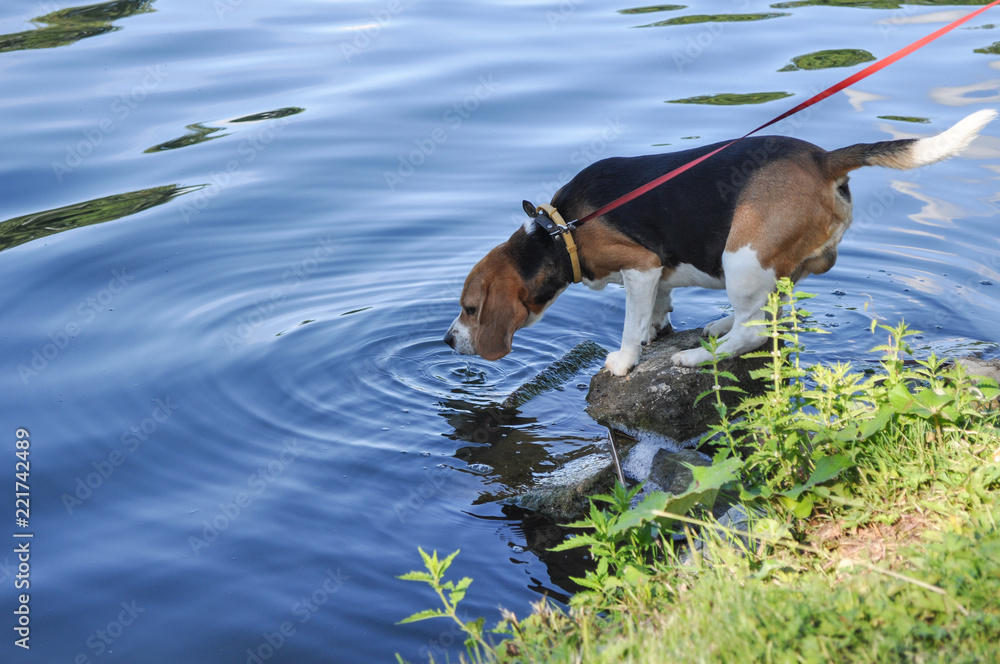 Beagle on break, drinking water from lake, while being on walk
