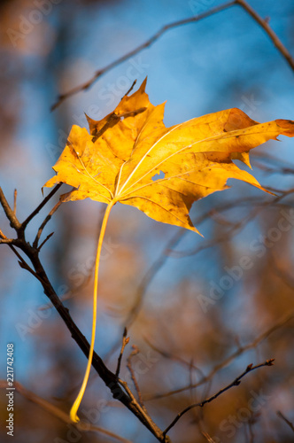 Yellow leaf lying on branch in autumn