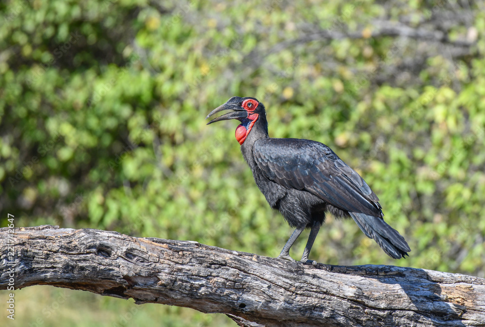 Naklejka premium Southern Ground Hornbill