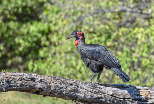 Southern Ground Hornbill © Robert Styppa