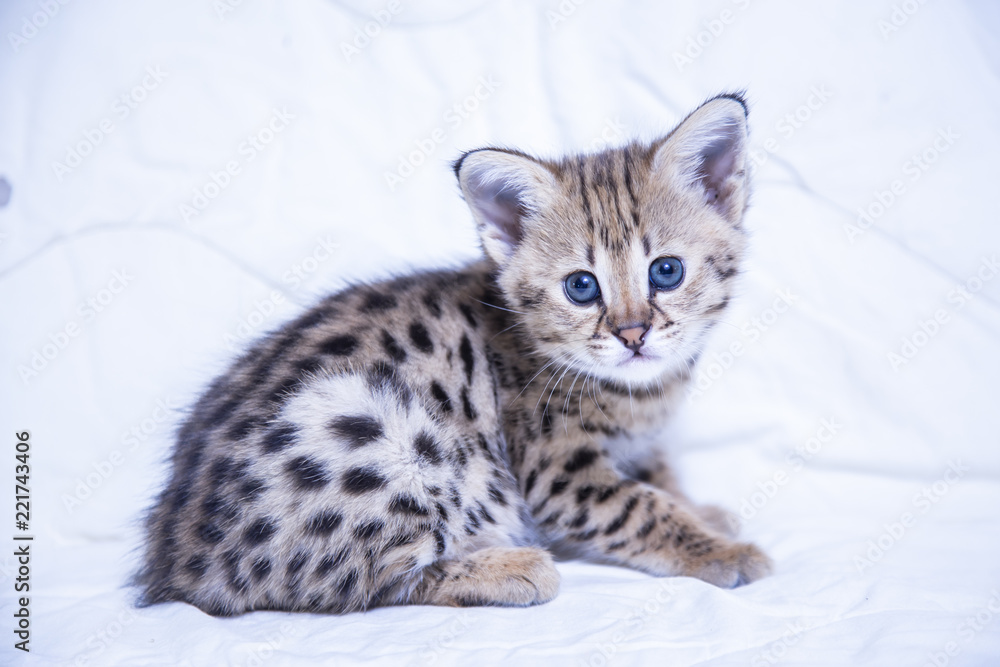 The Savannah F1 kitten on white background The Savannah F1 kitten on white background