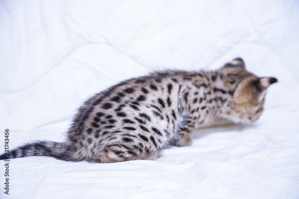 The Savannah F1 kitten on white background