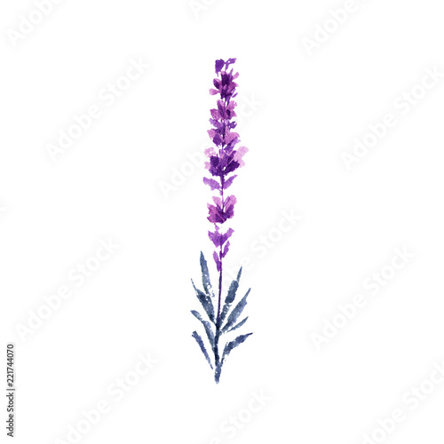 Lavender flower watercolor illustration. Single lavender twig. Wedding invitations and Valentines day greeting cards floral design element. Love and marriage flower. Isolated raster