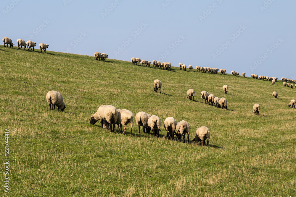 Schafherde auf einem Deich an der Nordsee Schafherde auf einem Deich an der Nordsee
