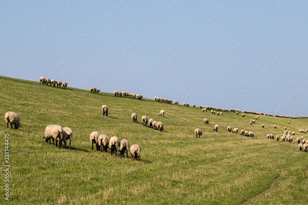 Obraz premium Schafherde auf einem Deich an der Nordsee