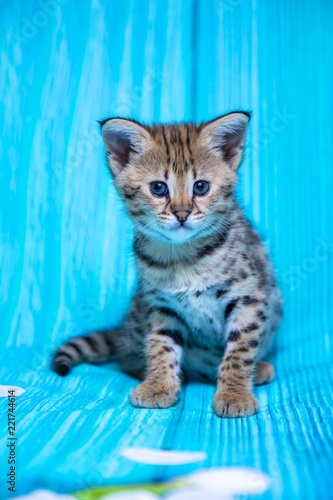 F1 Savannah kitten on a blue background © Ксения Коломенская