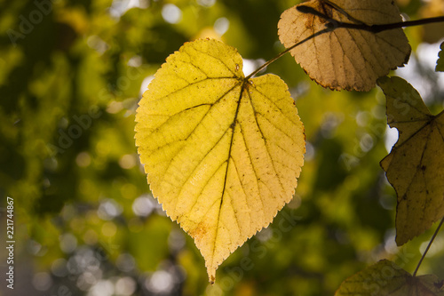 Autumn Yellow Leafs on the tree. 