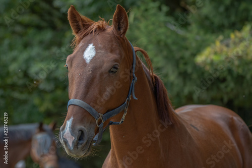 Portrait eines jungen Pferdes