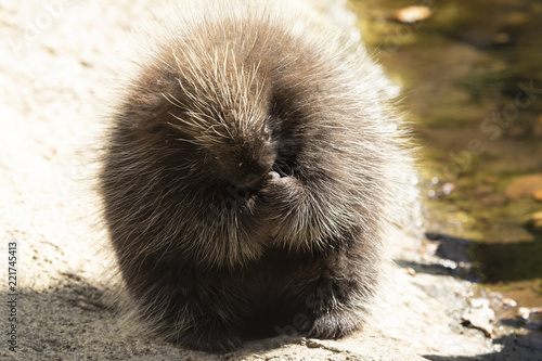 Nordamerikanischer Baumstachler photo