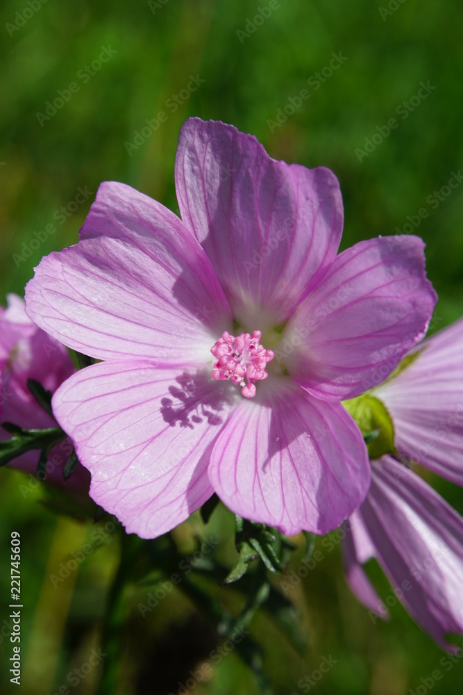 Pinke Blume