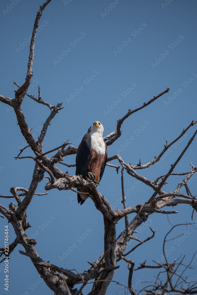 African Fish Eagle in Chobe National Park, Botswana African Fish Eagle in Chobe National Park, Botswana