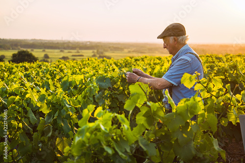 Canvastavla A senior winegrower works in his vines at sunset